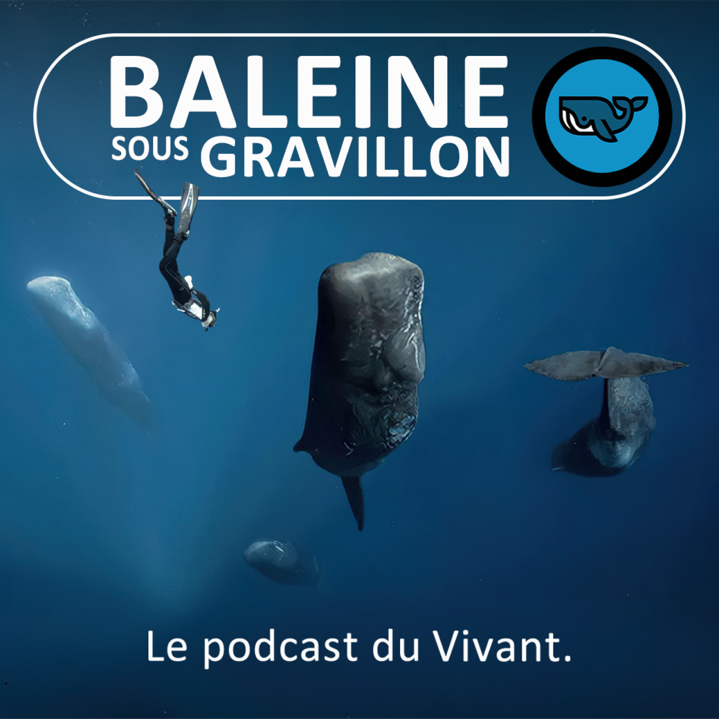 vignette du podcast : Baleine sous Gravillon